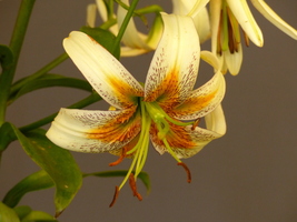 Foto: Dr. Peter Müller